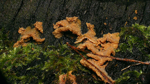 Phlebia tremellosa  Agaricomycetes,Basidiomycota,Fungi,Geotagged,Jelly Rot,Meruliaceae,Netherlands,Phlebia,Phlebia tremellosa,Polyporales,Schiermonnikoog,nl: Spekzwoerdzwam