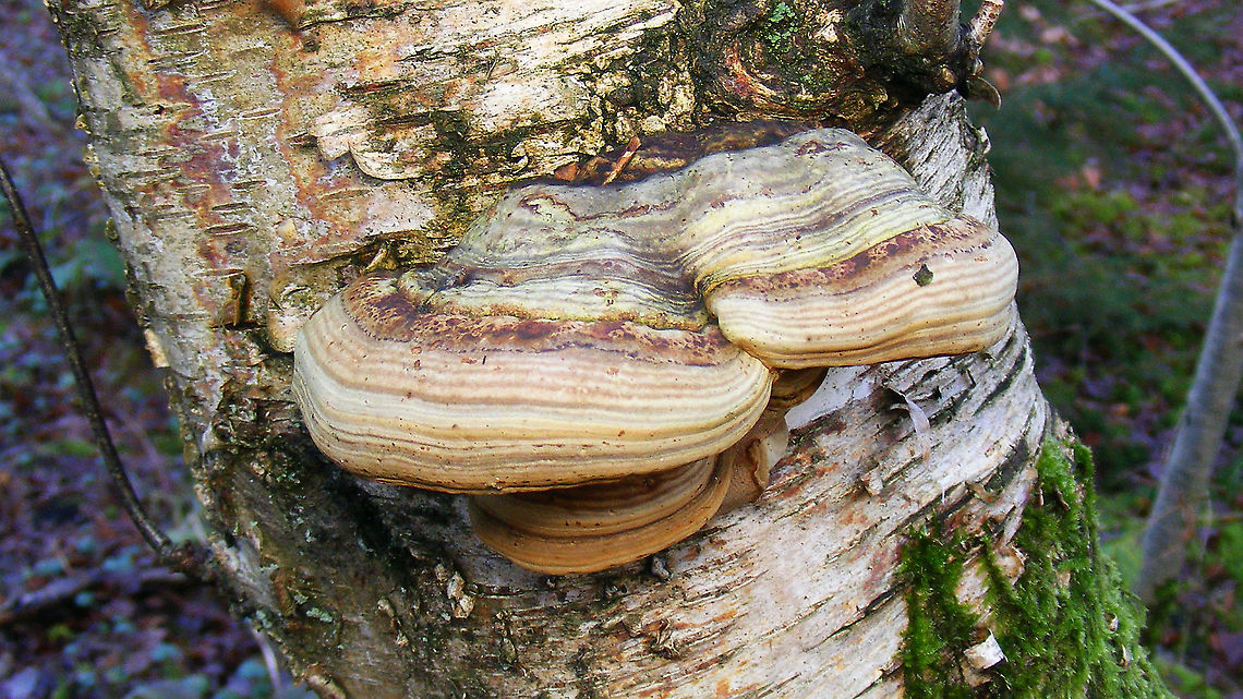 Fomes fomentarius  Agaricomycetes,Fomes,Fomes fomentarius,Geotagged,Netherlands,Polyporaceae,Polyporales,nl: Echte tonderzwam