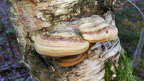 Fomes fomentarius  Agaricomycetes,Fomes,Fomes fomentarius,Geotagged,Netherlands,Polyporaceae,Polyporales,nl: Echte tonderzwam
