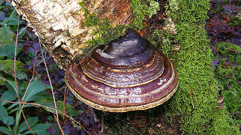 Fomes fomentarius - Dark  Agaricomycetes,Fomes,Fomes fomentarius,Geotagged,Netherlands,Polyporaceae,Polyporales,nl: Echte tonderzwam