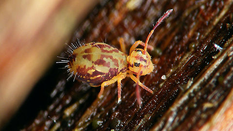 Dicyrtomina saundersi  Collembola,Dicyrtomidae,Dicyrtomina,Dicyrtomina saundersi,Geotagged,Jane's garden,Netherlands,Symphypleona