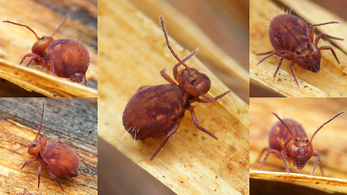 Dicyrtoma fusca  Collembola,Dicyrtoma,Dicyrtoma fusca,Dicyrtomidae,Jane's garden,Springtail,Symphypleona