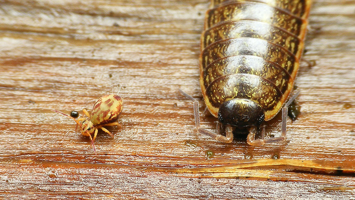Friendly neighbours  Dicyrtomina saundersi,Jane's garden,Philoscia muscorum
