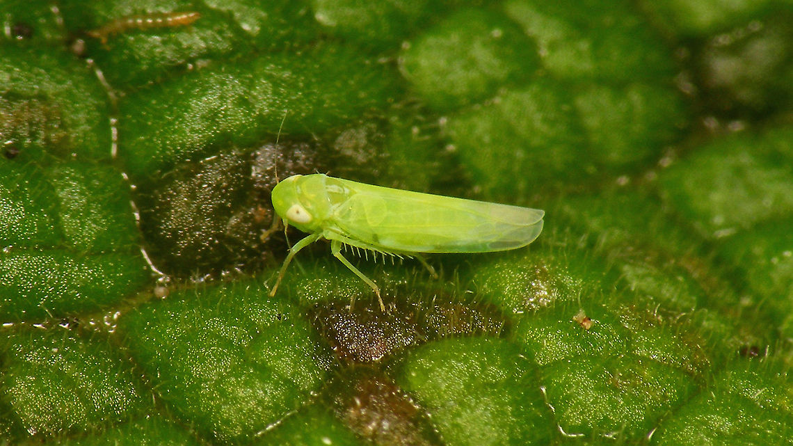 Empoasca sp. Still active in mid winter under the leafs of a Digitalis-rosette.<br />
Not identifiable without genital examination.<br />
 Cicadellidae,Cicadomorpha,Empoasca,Empoasca sp.,Geotagged,Hemiptera,Membracoidea,Netherlands,Typhlocybinae