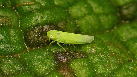 Empoasca sp. Still active in mid winter under the leafs of a Digitalis-rosette.
Not identifiable without genital examination.
 Cicadellidae,Cicadomorpha,Empoasca,Empoasca sp.,Geotagged,Hemiptera,Membracoidea,Netherlands,Typhlocybinae