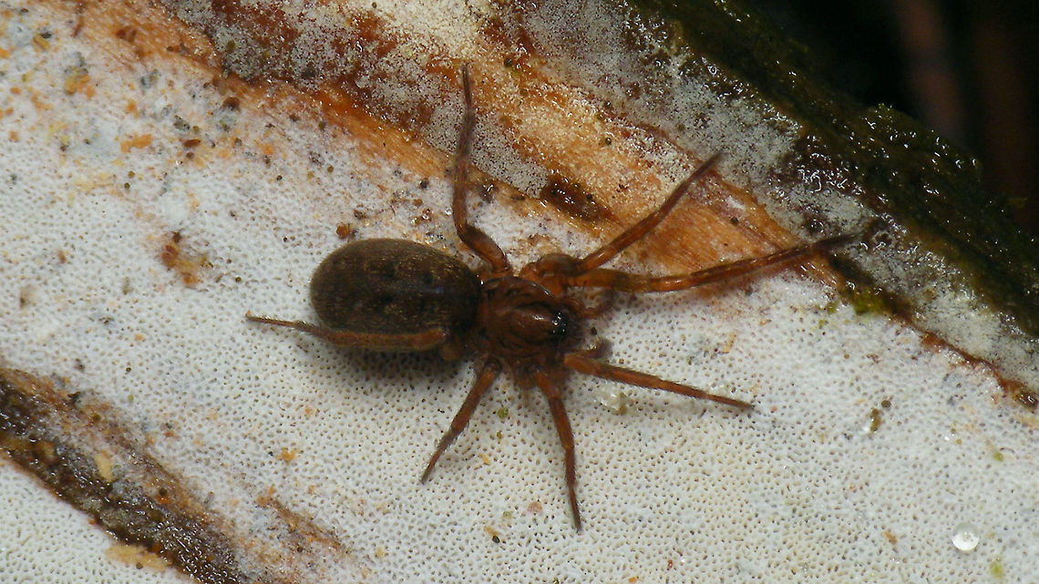 Agroeca sp. Hiding under a moldy log in winter Agroeca,Agroeca sp.,Arachnida,Araneae,Geotagged,Labidognatha,Liocranidae,Netherlands