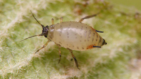 Ceruraphis eriophori - Ovipara The oviparae of Ceruraphis eriophori look quite distinct from other stadia in the life cycle of this aphid (mostly blackish).
Found this lady trodding about on a leaf of Wayfaringtree (Viburnum lantana) that I had brought in to look at some other stuff on the leaf. Aphididae,Aphidoidea,Ceruraphis,Ceruraphis eriophori,Jane's garden,Ovipara,Viburnum lantana,Wayfaring tree - sedge aphid,nl:  Sneeuwbal-zeggeluis