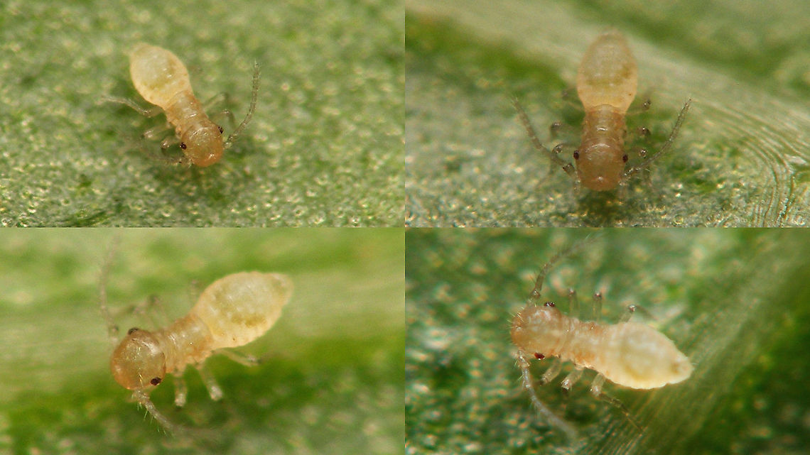 Psocid nymph (Ectopsocus?) Another one of those "probably shouldn't even have tried" projects *rolleyes*.<br />
A 0.6mm moving target, very young nymph (1st stage?) of some Barklouse (me thinks probably Ectopsocus?!) that was running around near a huge 2.2mm "test" of <a href="https://www.jungledragon.com/tag/56033/lichtensia_viburni.html" title="Lichtensia viburni" class="tag"><em>9</em>Lichtensia viburni</a> Barklouse,Ectopsocidae,Ectopsocus,Jane's garden,Psocid,Psocoptera
