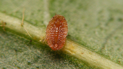 Lichtensia viburni - Larva (1st stadium) Adding another development stadium for this species. This is the first and quite tiny stadium (~0.5mm). It is mobile and after hatching from the eggs finds itself a place to bore into the plant to feed. In the case of male individuals it will hence forth remain in that very spot for the rest of the development cycle. Females move about around their next moults to find better spots for feeding and oviposition.
It being a Hemiptera would dictate addressing these as "nymphs" but most literature seems to use the term "larva". As a matter of fact the development cycle of the likes of these is one of the reasons that some authors suggest dropping the term "nymph" altogether as it is near impossible to draw a clear line between the two. I've decided to dedicated one image to the nymph and larva advocates each :o) 
https://www.jungledragon.com/image/106126/lichtensia_viburni_-_nymph_1st_stadium.html Coccidae,Jane's garden,Larva,Lichtensia,Lichtensia viburni,Netherlands,Nymph,Viburnum Cushion Scale,nl: Sneeuwbaldopluis