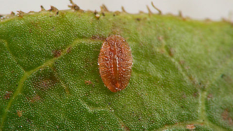 Lichtensia viburni - Nymph (1st stadium) Adding another development stadium for this species. This is the first and quite tiny stadium (~0.5mm). It is mobile and after hatching from the eggs finds itself a place to bore into the plant to feed. In the case of male individuals it will hence forth remain in that very spot for the rest of the development cycle. Females move about around their next moults to find better spots for feeding and oviposition.
It being a Hemiptera would dictate addressing these as "nymphs" but most literature seems to use the term "larva". As a matter of fact the development cycle of the likes of these is one of the reasons that some authors suggest dropping the term "nymph" altogether as it is near impossible to draw a clear line between the two. I've decided to dedicated one image to the nymph and larva advocates each :o) 
https://www.jungledragon.com/image/106125/lichtensia_viburni_-_larva_1st_stadium.html Coccidae,Jane's garden,Larva,Lichtensia,Lichtensia viburni,Netherlands,Nymph,Viburnum Cushion Scale,nl: Sneeuwbaldopluis