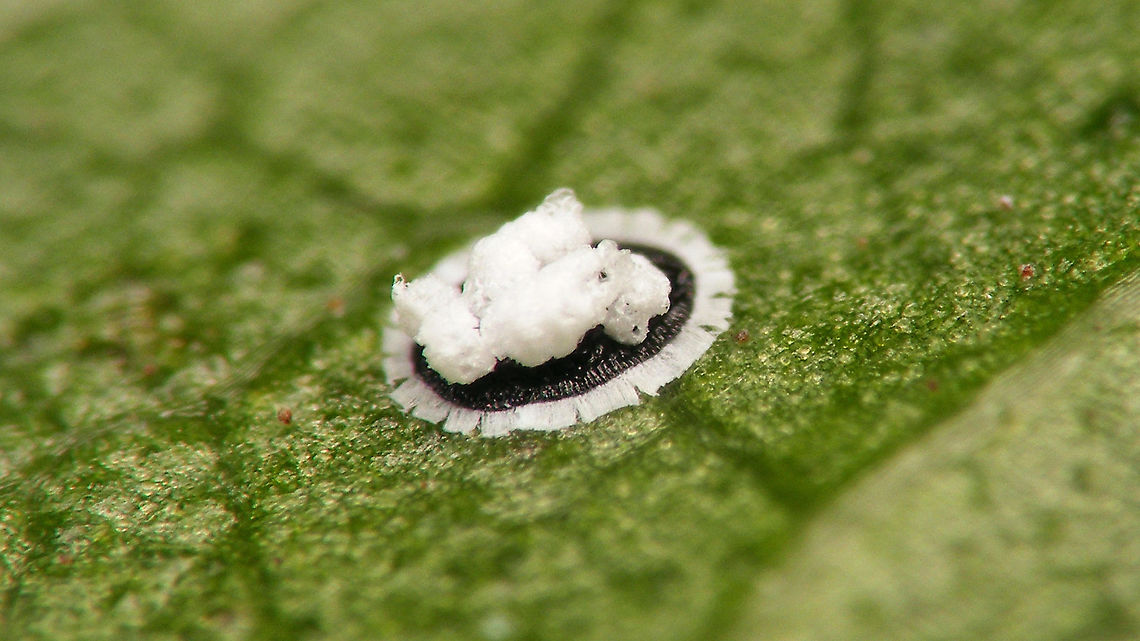 Aleurotuba jelinekii - Puparium Another parasite on Viburnum tinus, the Viburnum whitefly.<br />
This whole "structure" approaches nearly 1mm in diameter, but I found that with the bulky wax mass on top it is a real challenge to find a sweet spot for focusing with enough/desired magnification.<br />
Some sources seem to address this as the puparium while others address it as a nymph/larva, with the same naming issue as with <a href="https://www.jungledragon.com/tag/56033/lichtensia_viburni.html" title="Lichtensia viburni" class="tag"><em>9</em>Lichtensia viburni</a> : It being a Hemiptera would suggest "nymph" but many authors seem to prefer "larva". Aleurotrachelus jelinekii,Aleurotuba,Aleurotuba jelinekii,Aleyrodidae,Aleyrodinae,Jane's garden,Viburnum tinus,Viburnum whitefly,Whitefly,nl: Sneeuwbal-witte vlieg