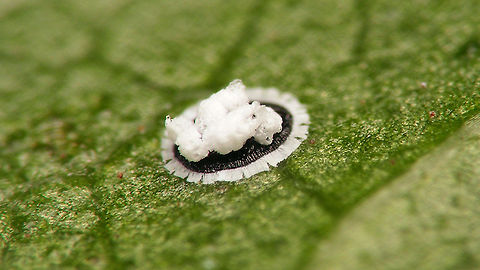 Aleurotuba jelinekii - Puparium Another parasite on Viburnum tinus, the Viburnum whitefly.
This whole "structure" approaches nearly 1mm in diameter, but I found that with the bulky wax mass on top it is a real challenge to find a sweet spot for focusing with enough/desired magnification.
Some sources seem to address this as the puparium while others address it as a nymph/larva, with the same naming issue as with https://www.jungledragon.com/tag/56033/lichtensia_viburni.html : It being a Hemiptera would suggest "nymph" but many authors seem to prefer "larva". Aleurotrachelus jelinekii,Aleurotuba,Aleurotuba jelinekii,Aleyrodidae,Aleyrodinae,Jane's garden,Viburnum tinus,Viburnum whitefly,Whitefly,nl: Sneeuwbal-witte vlieg