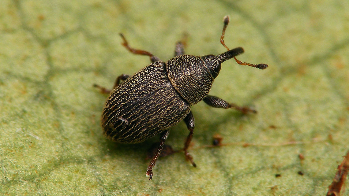 Mecinus pascuorum - Dark version Usually this tiny weevil has more or less extensive reddish-brown markings on the elytra, but on this one the elytra are (almost?) entirely blackish. Compare with the previous one we found (&quot;medium&quot; reddish):<br />
<figure class="photo"><a href="https://www.jungledragon.com/image/94700/mecinus_pascuorum.html" title="Mecinus pascuorum"><img src="https://s3.amazonaws.com/media.jungledragon.com/images/3043/94700_thumb.jpg?AWSAccessKeyId=05GMT0V3GWVNE7GGM1R2&Expires=1759968010&Signature=AC6rTyfc1H7OEyGQs7%2FRwLlsXZg%3D" width="200" height="114" alt="Mecinus pascuorum At around 2mm, I once again bodged the entire series with &quot;zooming disease&quot; :-(  Curculionidae,Curculioninae,Jane&#039;s garden,Mecinini,Mecinus,Mecinus pascuorum,Weevil" /></a></figure> Curculionidae,Curculioninae,Gymnetron pascuorum,Jane's garden,Mecinini,Mecinus,Mecinus pascuorum,Weevil