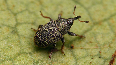 Mecinus pascuorum - Dark version Usually this tiny weevil has more or less extensive reddish-brown markings on the elytra, but on this one the elytra are (almost?) entirely blackish. Compare with the previous one we found ("medium" reddish):
https://www.jungledragon.com/image/94700/mecinus_pascuorum.html Curculionidae,Curculioninae,Gymnetron pascuorum,Jane's garden,Mecinini,Mecinus,Mecinus pascuorum,Weevil