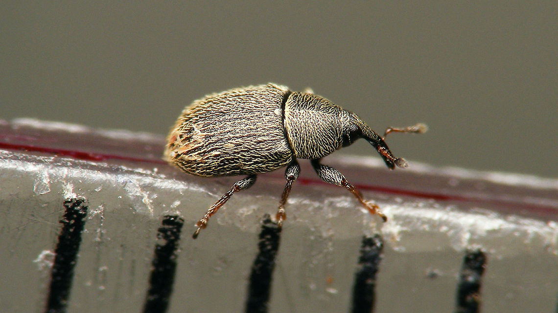 Mecinus pascuorum - Size Just under 2mm (1.8-1.9mm?)  Curculionidae,Curculioninae,Gymnetron pascuorum,Jane's garden,Mecinini,Mecinus,Mecinus pascuorum,Weevil