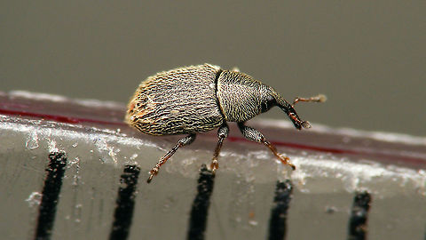 Mecinus pascuorum - Size Just under 2mm (1.8-1.9mm?)  Curculionidae,Curculioninae,Gymnetron pascuorum,Jane's garden,Mecinini,Mecinus,Mecinus pascuorum,Weevil