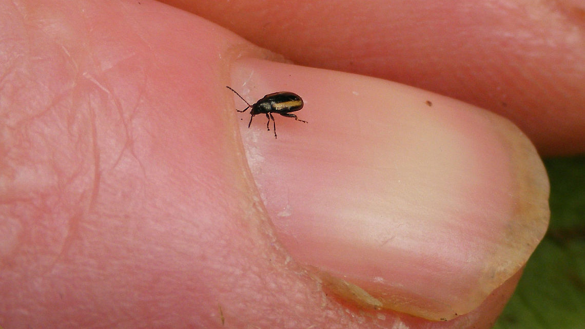 Phyllotreta vittula on finger nail  Alticinae,Barley flea beetle,Chrysomelidae,Coleoptera,Flea beetle,Jane's garden,Leaf Beetle,Phyllotreta,Phyllotreta vittula,nl: Gestreepte graanaardvlo