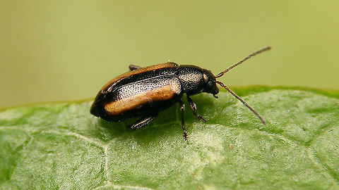 Phyllotreta vittula  Alticinae,Barley flea beetle,Chrysomelidae,Coleoptera,Flea beetle,Jane's garden,Leaf Beetle,Phyllotreta,Phyllotreta vittula,nl: Gestreepte graanaardvlo