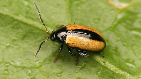 Phyllotreta armoraciae  Alticinae,Armoracia rusticana,Chrysomelidae,Coleoptera,Flea beetle,Geotagged,Horseradish,Horseradish flea beetle,Leaf Beetle,Netherlands,Phyllotreta,Phyllotreta armoraciae,nl: Mierikswortelaardvlo