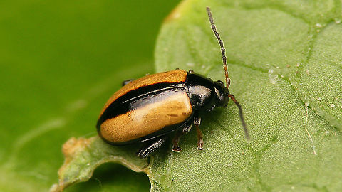 Phyllotreta armoraciae A rare species for the Netherlands, reaching its western range limit just across the border with Germany. Alticinae,Armoracia rusticana,Chrysomelidae,Coleoptera,Flea beetle,Geotagged,Horseradish,Horseradish flea beetle,Leaf Beetle,Netherlands,Phyllotreta,Phyllotreta armoraciae,nl: Mierikswortelaardvlo