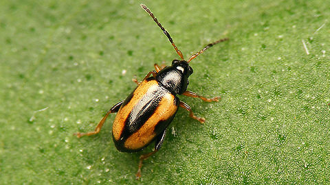 Phyllotreta ochripes  Alticinae,Chrysomelidae,Coleoptera,Flea beetle,Geotagged,Leaf Beetle,Netherlands,Phyllotreta,Phyllotreta ochripes