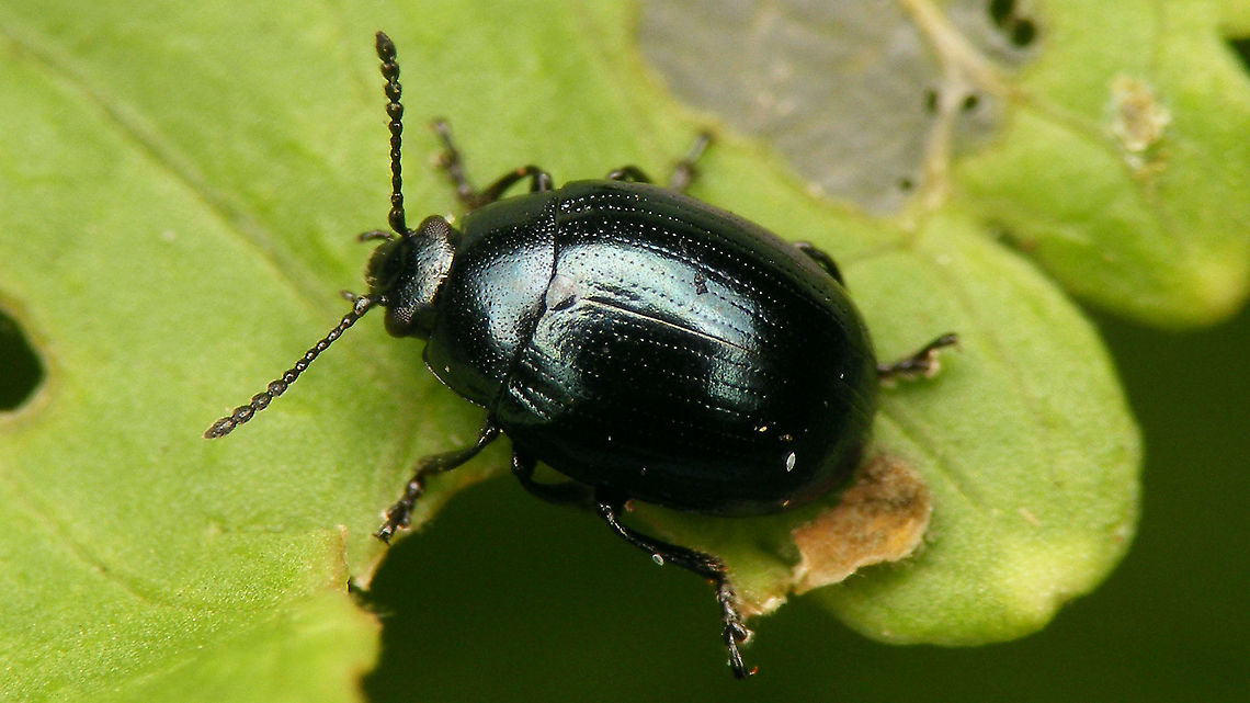 Phaedon cochleariae In 2019 I went back to a location where I had found <a href="https://www.jungledragon.com/tag/72311/phyllotreta_armoraciae.html" title="Phyllotreta armoraciae" class="tag"><em>2</em>Phyllotreta armoraciae</a> on horseradish in previous years, to prove the presence of that rare species. Every time I had observed the Phyllotreta, some Phaedon sp. had also always been present but my old images where not good enough for ID. As expected these where present in 2019 as well and the plants were even teeming with larvae, so I took some of these home to confirm that they indeed belonged to the Phaedon cochleariae present on the plants.<br />
<figure class="photo"><a href="https://www.jungledragon.com/image/106886/phaedon_cochleariae_-_larva.html" title="Phaedon cochleariae - Larva"><img src="https://s3.amazonaws.com/media.jungledragon.com/images/3043/106886_thumb.jpg?AWSAccessKeyId=05GMT0V3GWVNE7GGM1R2&Expires=1769040010&Signature=XCO1ECi0QcH6BelNB3rjme3GtI8%3D" width="200" height="114" alt="Phaedon cochleariae - Larva See with this image:<br />
https://www.jungledragon.com/image/106885/phaedon_cochleariae.html Chrysomelidae,Chrysomelinae,Geotagged,Larva,Netherlands,Phaedon,Phaedon cochleariae,nl: Waterkershaantje" /></a></figure><br />
<figure class="photo"><a href="https://www.jungledragon.com/image/106890/phaedon_cochleariae_-_larva.html" title="Phaedon cochleariae - Larva"><img src="https://s3.amazonaws.com/media.jungledragon.com/images/3043/106890_thumb.jpg?AWSAccessKeyId=05GMT0V3GWVNE7GGM1R2&Expires=1769040010&Signature=BFIjfWv8VtwLJqlq%2B0Hg2Q1cNBs%3D" width="200" height="114" alt="Phaedon cochleariae - Larva See with this image:<br />
https://www.jungledragon.com/image/106885/phaedon_cochleariae.html Chrysomelidae,Chrysomelinae,Larva,Phaedon,Phaedon cochleariae,nl: Waterkershaantje" /></a></figure><br />
<figure class="photo"><a href="https://www.jungledragon.com/image/106888/phaedon_cochleariae_-_larva.html" title="Phaedon cochleariae - Larva"><img src="https://s3.amazonaws.com/media.jungledragon.com/images/3043/106888_thumb.jpg?AWSAccessKeyId=05GMT0V3GWVNE7GGM1R2&Expires=1769040010&Signature=cJ69Fmi06u8OfZGHsVMHlBrI6E4%3D" width="200" height="114" alt="Phaedon cochleariae - Larva See with this image:<br />
https://www.jungledragon.com/image/106885/phaedon_cochleariae.html Chrysomelidae,Chrysomelinae,Larva,Phaedon,Phaedon cochleariae,nl: Waterkershaantje" /></a></figure><br />
<figure class="photo"><a href="https://www.jungledragon.com/image/106887/phaedon_cochleariae_-_larvae.html" title="Phaedon cochleariae - Larvae"><img src="https://s3.amazonaws.com/media.jungledragon.com/images/3043/106887_thumb.jpg?AWSAccessKeyId=05GMT0V3GWVNE7GGM1R2&Expires=1769040010&Signature=v7PEnFzAyGCDl3%2B0LNzZw%2FCvOSk%3D" width="200" height="114" alt="Phaedon cochleariae - Larvae See with this image:<br />
https://www.jungledragon.com/image/106885/phaedon_cochleariae.html Chrysomelidae,Chrysomelinae,Larvae,Phaedon,Phaedon cochleariae,nl: Waterkershaantje" /></a></figure><br />
<figure class="photo"><a href="https://www.jungledragon.com/image/106889/phaedon_cochleariae_-_larvae.html" title="Phaedon cochleariae - Larvae"><img src="https://s3.amazonaws.com/media.jungledragon.com/images/3043/106889_thumb.jpg?AWSAccessKeyId=05GMT0V3GWVNE7GGM1R2&Expires=1769040010&Signature=SNRmtAdyF26ChzvH7mahRQTzJms%3D" width="200" height="114" alt="Phaedon cochleariae - Larvae See with this image:<br />
https://www.jungledragon.com/image/106885/phaedon_cochleariae.html Chrysomelidae,Chrysomelinae,Larvae,Phaedon,Phaedon cochleariae,nl: Waterkershaantje" /></a></figure><br />
<figure class="photo"><a href="https://www.jungledragon.com/image/106891/phaedon_cochleariae_-_feeding_damage.html" title="Phaedon cochleariae - Feeding damage"><img src="https://s3.amazonaws.com/media.jungledragon.com/images/3043/106891_thumb.jpg?AWSAccessKeyId=05GMT0V3GWVNE7GGM1R2&Expires=1769040010&Signature=D2KKw6333swS8yUDHc8fQOVk3vg%3D" width="200" height="114" alt="Phaedon cochleariae - Feeding damage Feeding damage on Horseradish (Armoracia rusticana), caused by the larvae of Phaedon cochleariae<br />
See with this image:<br />
https://www.jungledragon.com/image/106885/phaedon_cochleariae.html Armoracia rusticana,Chrysomelidae,Chrysomelinae,Horseradish,Phaedon,Phaedon cochleariae,feeding damage,nl: Mierik,nl: Waterkershaantje" /></a></figure> Chrysomelidae,Chrysomelinae,Geotagged,Horseradish,Netherlands,Phaedon,Phaedon cochleariae,nl: Waterkershaantje