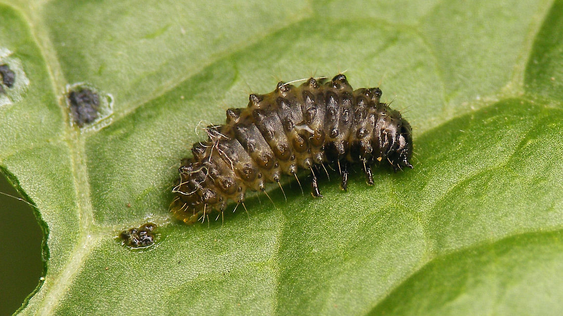 Phaedon cochleariae - Larva See with this image:<br />
<figure class="photo"><a href="https://www.jungledragon.com/image/106885/phaedon_cochleariae.html" title="Phaedon cochleariae"><img src="https://s3.amazonaws.com/media.jungledragon.com/images/3043/106885_thumb.jpg?AWSAccessKeyId=05GMT0V3GWVNE7GGM1R2&Expires=1759968010&Signature=HmYrkHXcX6ZQaM8g4a8BEJF0bFI%3D" width="200" height="114" alt="Phaedon cochleariae In 2019 I went back to a location where I had found https://www.jungledragon.com/tag/72311/phyllotreta_armoraciae.html on horseradish in previous years, to prove the presence of that rare species. Every time I had observed the Phyllotreta, some Phaedon sp. had also always been present but my old images where not good enough for ID. As expected these where present in 2019 as well and the plants were even teeming with larvae, so I took some of these home to confirm that they indeed belonged to the Phaedon cochleariae present on the plants.<br />
https://www.jungledragon.com/image/106886/phaedon_cochleariae_-_larva.html<br />
https://www.jungledragon.com/image/106890/phaedon_cochleariae_-_larva.html<br />
https://www.jungledragon.com/image/106888/phaedon_cochleariae_-_larva.html<br />
https://www.jungledragon.com/image/106887/phaedon_cochleariae_-_larvae.html<br />
https://www.jungledragon.com/image/106889/phaedon_cochleariae_-_larvae.html<br />
https://www.jungledragon.com/image/106891/phaedon_cochleariae_-_feeding_damage.html Chrysomelidae,Chrysomelinae,Geotagged,Horseradish,Netherlands,Phaedon,Phaedon cochleariae,nl: Waterkershaantje" /></a></figure> Chrysomelidae,Chrysomelinae,Geotagged,Larva,Netherlands,Phaedon,Phaedon cochleariae,nl: Waterkershaantje