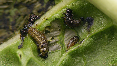 Phaedon cochleariae - Larvae See with this image:
https://www.jungledragon.com/image/106885/phaedon_cochleariae.html Chrysomelidae,Chrysomelinae,Larvae,Phaedon,Phaedon cochleariae,nl: Waterkershaantje
