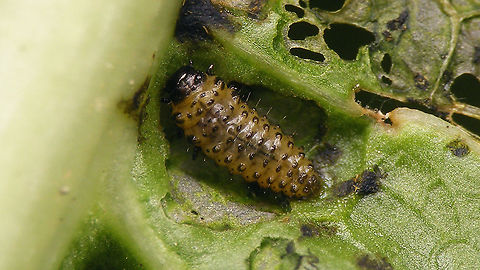 Phaedon cochleariae - Larva See with this image:
https://www.jungledragon.com/image/106885/phaedon_cochleariae.html Chrysomelidae,Chrysomelinae,Larva,Phaedon,Phaedon cochleariae,nl: Waterkershaantje
