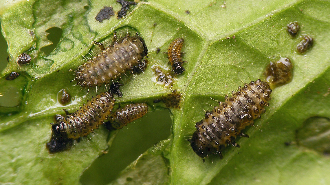 Phaedon cochleariae - Larvae See with this image:<br />
<figure class="photo"><a href="https://www.jungledragon.com/image/106885/phaedon_cochleariae.html" title="Phaedon cochleariae"><img src="https://s3.amazonaws.com/media.jungledragon.com/images/3043/106885_thumb.jpg?AWSAccessKeyId=05GMT0V3GWVNE7GGM1R2&Expires=1759968010&Signature=HmYrkHXcX6ZQaM8g4a8BEJF0bFI%3D" width="200" height="114" alt="Phaedon cochleariae In 2019 I went back to a location where I had found https://www.jungledragon.com/tag/72311/phyllotreta_armoraciae.html on horseradish in previous years, to prove the presence of that rare species. Every time I had observed the Phyllotreta, some Phaedon sp. had also always been present but my old images where not good enough for ID. As expected these where present in 2019 as well and the plants were even teeming with larvae, so I took some of these home to confirm that they indeed belonged to the Phaedon cochleariae present on the plants.<br />
https://www.jungledragon.com/image/106886/phaedon_cochleariae_-_larva.html<br />
https://www.jungledragon.com/image/106890/phaedon_cochleariae_-_larva.html<br />
https://www.jungledragon.com/image/106888/phaedon_cochleariae_-_larva.html<br />
https://www.jungledragon.com/image/106887/phaedon_cochleariae_-_larvae.html<br />
https://www.jungledragon.com/image/106889/phaedon_cochleariae_-_larvae.html<br />
https://www.jungledragon.com/image/106891/phaedon_cochleariae_-_feeding_damage.html Chrysomelidae,Chrysomelinae,Geotagged,Horseradish,Netherlands,Phaedon,Phaedon cochleariae,nl: Waterkershaantje" /></a></figure> Chrysomelidae,Chrysomelinae,Larvae,Phaedon,Phaedon cochleariae,nl: Waterkershaantje