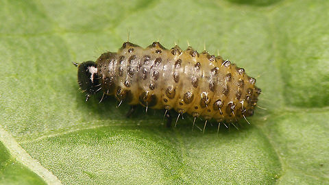 Phaedon cochleariae - Larva See with this image:
https://www.jungledragon.com/image/106885/phaedon_cochleariae.html Chrysomelidae,Chrysomelinae,Larva,Phaedon,Phaedon cochleariae,nl: Waterkershaantje