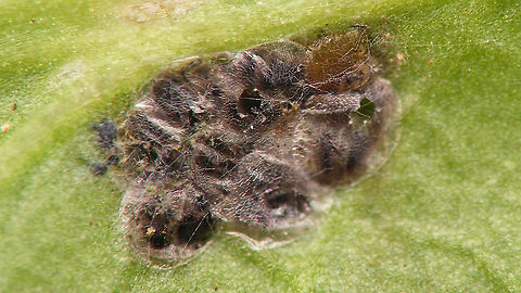 Phaedon cochleariae - Feeding damage Feeding damage on Horseradish (Armoracia rusticana), caused by the larvae of Phaedon cochleariae
See with this image:
https://www.jungledragon.com/image/106885/phaedon_cochleariae.html Armoracia rusticana,Chrysomelidae,Chrysomelinae,Horseradish,Phaedon,Phaedon cochleariae,feeding damage,nl: Mierik,nl: Waterkershaantje
