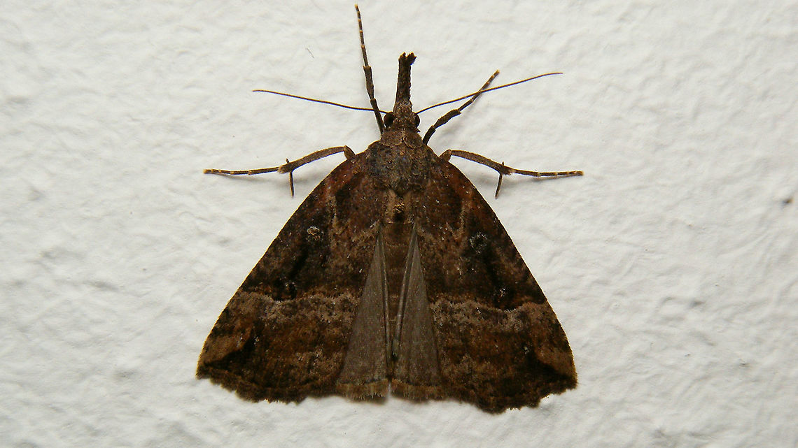 Hypena rostralis It seems I only find these indoors ... :o) Alerdinck,Buttoned Snout,Erebidae,Geotagged,Hypena,Hypena rostralis,Hypeninae,Netherlands,Noctuoidea,nl: Hopsnuituil