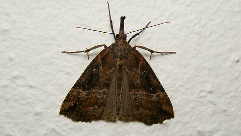 Hypena rostralis It seems I only find these indoors ... :o) Alerdinck,Buttoned Snout,Erebidae,Geotagged,Hypena,Hypena rostralis,Hypeninae,Netherlands,Noctuoidea,nl: Hopsnuituil