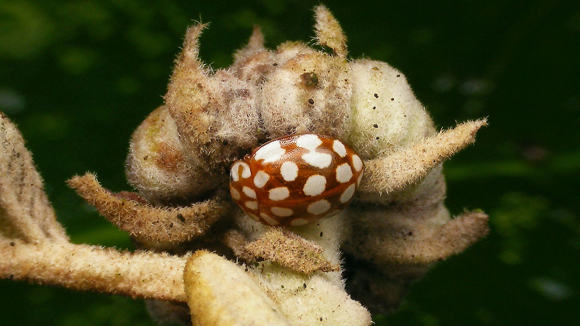 Sospita vigintiguttata - Hiding under a bud Today Jeanette spotted this one in her garden. First timer for me - the translucent orangy-brown &quot;fall&quot; colour form of Sospita vigintiguttata. A bit surprising, seeing that it is January and that these are supposed to gain their full black and yellow colour scheme over winter .... but I&#039;m not complaining.<br />
Couldn&#039;t resist uploading a few shots, sorry.<br />
<figure class="photo"><a href="https://www.jungledragon.com/image/106969/sospita_vigintiguttata_-_brown.html" title="Sospita vigintiguttata - Brown"><img src="https://s3.amazonaws.com/media.jungledragon.com/images/3043/106969_thumb.jpg?AWSAccessKeyId=05GMT0V3GWVNE7GGM1R2&Expires=1767225610&Signature=A2zzQmuikDpuBM5gSDZHc6SoRnk%3D" width="200" height="114" alt="Sospita vigintiguttata - Brown See with this image:<br />
https://www.jungledragon.com/image/106968/sospita_vigintiguttata_-_hiding_under_a_bud.html Coccinellidae,Coccinellinae,Coleoptera,Jane&#039;s garden,Sospita,Sospita vigintiguttata,nl: Twintigvleklieveheersbeestje" /></a></figure><br />
<figure class="photo"><a href="https://www.jungledragon.com/image/106970/sospita_vigintiguttata_-_brown_portrait.html" title="Sospita vigintiguttata - Brown, portrait"><img src="https://s3.amazonaws.com/media.jungledragon.com/images/3043/106970_thumb.jpg?AWSAccessKeyId=05GMT0V3GWVNE7GGM1R2&Expires=1767225610&Signature=kY28d5al8dqnMxEBtywtP2mjPVM%3D" width="200" height="114" alt="Sospita vigintiguttata - Brown, portrait See with this image:<br />
https://www.jungledragon.com/image/106968/sospita_vigintiguttata_-_hiding_under_a_bud.html Coccinellidae,Coccinellinae,Coleoptera,Jane&#039;s garden,Sospita,Sospita vigintiguttata,nl: Twintigvleklieveheersbeestje" /></a></figure><br />
 Coccinellidae,Coccinellinae,Coleoptera,Jane's garden,Sospita,Sospita vigintiguttata,nl: Twintigvleklieveheersbeestje