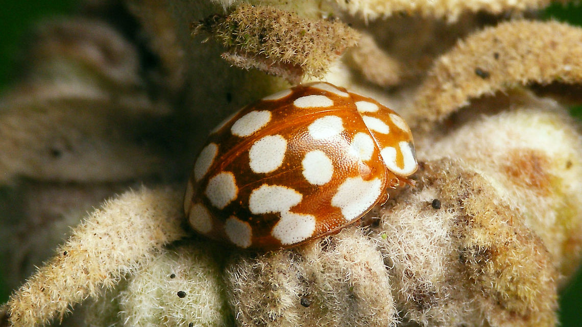 Sospita vigintiguttata - Brown See with this image:<br />
<figure class="photo"><a href="https://www.jungledragon.com/image/106968/sospita_vigintiguttata_-_hiding_under_a_bud.html" title="Sospita vigintiguttata - Hiding under a bud"><img src="https://s3.amazonaws.com/media.jungledragon.com/images/3043/106968_thumb.jpg?AWSAccessKeyId=05GMT0V3GWVNE7GGM1R2&Expires=1767225610&Signature=KIdio2QZptkwd1hNrn2LX9WrBAQ%3D" width="200" height="114" alt="Sospita vigintiguttata - Hiding under a bud Today Jeanette spotted this one in her garden. First timer for me - the translucent orangy-brown &quot;fall&quot; colour form of Sospita vigintiguttata. A bit surprising, seeing that it is January and that these are supposed to gain their full black and yellow colour scheme over winter .... but I&#039;m not complaining.<br />
Couldn&#039;t resist uploading a few shots, sorry.<br />
https://www.jungledragon.com/image/106969/sospita_vigintiguttata_-_brown.html<br />
https://www.jungledragon.com/image/106970/sospita_vigintiguttata_-_brown_portrait.html<br />
 Coccinellidae,Coccinellinae,Coleoptera,Jane&#039;s garden,Sospita,Sospita vigintiguttata,nl: Twintigvleklieveheersbeestje" /></a></figure> Coccinellidae,Coccinellinae,Coleoptera,Jane's garden,Sospita,Sospita vigintiguttata,nl: Twintigvleklieveheersbeestje