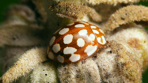 Sospita vigintiguttata - Brown See with this image:
https://www.jungledragon.com/image/106968/sospita_vigintiguttata_-_hiding_under_a_bud.html Coccinellidae,Coccinellinae,Coleoptera,Jane's garden,Sospita,Sospita vigintiguttata,nl: Twintigvleklieveheersbeestje