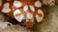 Sospita vigintiguttata - Brown, portrait See with this image:<br />
https://www.jungledragon.com/image/106968/sospita_vigintiguttata_-_hiding_under_a_bud.html Coccinellidae,Coccinellinae,Coleoptera,Jane's garden,Sospita,Sospita vigintiguttata,nl: Twintigvleklieveheersbeestje