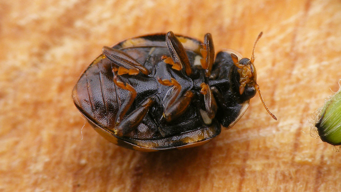 Sospita vigintiguttata - Ventral Just noticed I didn&#039;t have any ventral view of Sos.vig. here yet .... found one in a series of a 2015 specimen in Jane&#039;s garden. Coccinellidae,Coccinellinae,Coleoptera,Jane's garden,Sospita,Sospita vigintiguttata,nl: Twintigvleklieveheersbeestje