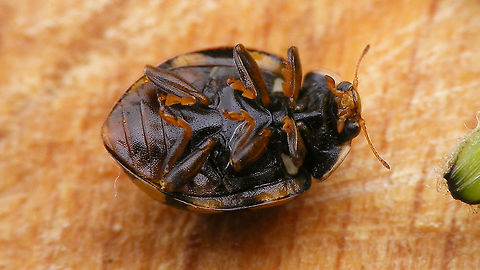 Sospita vigintiguttata - Ventral Just noticed I didn't have any ventral view of Sos.vig. here yet .... found one in a series of a 2015 specimen in Jane's garden. Coccinellidae,Coccinellinae,Coleoptera,Jane's garden,Sospita,Sospita vigintiguttata,nl: Twintigvleklieveheersbeestje