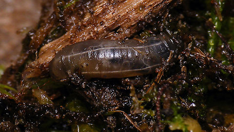 Leatherjacket in Moss A leatherjacket found in some moss near the bunker Wassermann on Schiermonnikoog. ID pending.
Some details here:
https://www.jungledragon.com/image/107025/leatherjacket_-_details.html Diptera,Geotagged,Larva,Leatherjacket,Nematocera,Netherlands,Schiermonnikoog,Tipuloidea,crane fly,nl: Emelt