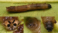 Leatherjacket - Details Details of this here leatherjacket:<br />
https://www.jungledragon.com/image/107024/leatherjacket_in_moss.html<br />
Top: Full larva<br />
Bottom left: Tail end<br />
Bottom center: Head tucked in<br />
Bottom right: Head extended Diptera,Larva,Leatherjacket,Nematocera,Schiermonnikoog,Tipuloidea,crane fly,nl: Emelt