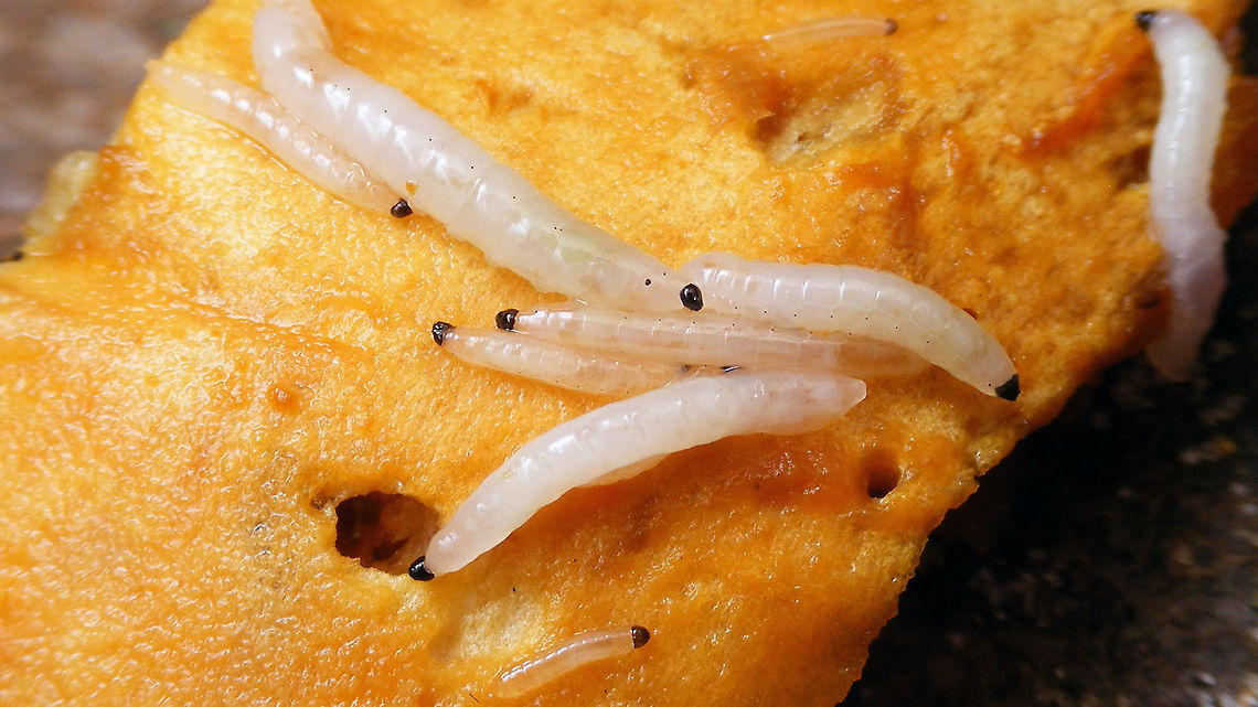 Fungus gnat larvae Various develpment stages of some unidentified Fungus gnat on a damaged Phaeolepiota aurea standing next to this one: <br />
<figure class="photo"><a href="https://www.jungledragon.com/image/105356/phaeolepiota_aurea.html" title="Phaeolepiota aurea"><img src="https://s3.amazonaws.com/media.jungledragon.com/images/3043/105356_thumb.jpg?AWSAccessKeyId=05GMT0V3GWVNE7GGM1R2&Expires=1769040010&Signature=hZQUfCnjVOhGICB2KGa4NzW4%2FkA%3D" width="200" height="114" alt="Phaeolepiota aurea An older/riper sample of Phaeolepiota aurea. Thanks go to Eric Moors of waarneming.nl for coming up with the proper ID(!) Agaricaceae,Agaricales,Agaricomycetes,Basidiomycota,Fungi,Geotagged,Golden Bootleg,Hygrocybe,Netherlands,Phaeolepiota,Phaeolepiota aurea,Schiermonnikoog,nl: Goudhoed" /></a></figure> Fungus gnat,Larvae,Phaeolepiota aurea,Schiermonnikoog,Sciaroidea,fungus gnat larvae