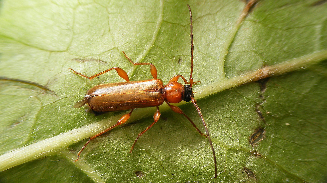 Phymatodes testaceus A very common species that was still missing on JD.<br />
This photo was used as an illustration with a column by Koos Dijksterhuis in the Dutch newspaper Trouw:<br />
https://www.trouw.nl/duurzaamheid-natuur/niets-te-vrezen-van-boktorren-in-haardhout~b09d49b4/<br />
<a href="https://dijksterhuis.net/natuurdagboek/boktorren-uit-haardhout/" rel="nofollow">https://dijksterhuis.net/natuurdagboek/boktorren-uit-haardhout/</a><br />
 Cerambycidae,Cerambycinae,Chrysomeloidea,Cucujiformia,Geotagged,Longhorn beetle,Netherlands,Phymatodes,Phymatodes testaceus,nl: Veranderlijke boktor