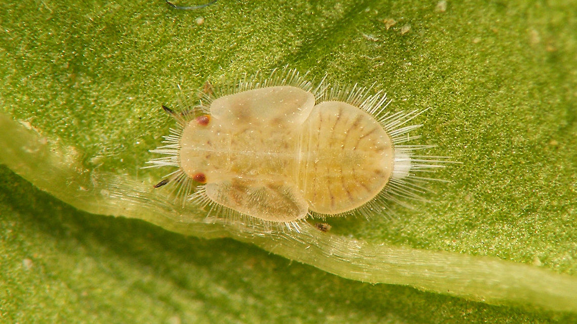 Heterotrioza chenopodii - Nymph Fifth/last stadium nymph. The &quot;big&quot; one in this image is quite possibly the same individual:<br />
<figure class="photo"><a href="https://www.jungledragon.com/image/107377/heterotrioza_chenopodii_-_l5_and_l4_on_mm_paper.html" title="Heterotrioza chenopodii - L5 and L4 on mm paper"><img src="https://s3.amazonaws.com/media.jungledragon.com/images/3043/107377_thumb.jpg?AWSAccessKeyId=05GMT0V3GWVNE7GGM1R2&Expires=1759968010&Signature=aQw1vLrtgzhchjE2KxSswPohfCU%3D" width="200" height="114" alt="Heterotrioza chenopodii - L5 and L4 on mm paper Collage of (very mediocre images of) a 5th and 4th stadium nymph on millimeter paper for size.<br />
Better close op of a L5 (possibly same individual) here:<br />
https://www.jungledragon.com/image/107290/heterotrioza_chenopodii_-_nymph.html<br />
More info here:<br />
https://www.jungledragon.com/image/107378/heterotrioza_chenopodii_-_teneral_imago.html Geotagged,Heterotrioza,Heterotrioza chenopodii,La Palma (Canary Islands),Nymph,Psylloidea,Spain,Triozidae" /></a></figure><br />
More info with this image:<br />
<figure class="photo"><a href="https://www.jungledragon.com/image/107378/heterotrioza_chenopodii_-_teneral_imago.html" title="Heterotrioza chenopodii - Teneral imago"><img src="https://s3.amazonaws.com/media.jungledragon.com/images/3043/107378_thumb.jpg?AWSAccessKeyId=05GMT0V3GWVNE7GGM1R2&Expires=1759968010&Signature=bV0shTjZ1LlItCnXfliTwLwzgwg%3D" width="200" height="114" alt="Heterotrioza chenopodii - Teneral imago During our holiday I had taken a leaf of a plant because there was a leaf mine in it. When I checked a few days later I noticed this adult Psyllid and on closer inspection some tiny nymphs as well. I don&#039;t think these were related to the mine, but still a nice docu.  <br />
Being that the picture below shows the only exuviae is saw on the leaf I&#039;m suggesting that this teneral imago came from that:<br />
https://www.jungledragon.com/image/107379/heterotrioza_chenopodii_-_exuviae.html<br />
Close-up of 5th stadium nymph:<br />
https://www.jungledragon.com/image/107290/heterotrioza_chenopodii_-_nymph.html<br />
Collage of two horribly bad images of a 5th and 4th stadium nymph on mm paper for size:<br />
https://www.jungledragon.com/image/107377/heterotrioza_chenopodii_-_l5_and_l4_on_mm_paper.html Geotagged,Heterotrioza,Heterotrioza chenopodii,La Palma (Canary Islands),Psylloidea,Spain,Teneral,Triozidae" /></a></figure> Geotagged,Heterotrioza,Heterotrioza chenopodii,La Palma (Canary Islands),Nymph,Psylloidea,Spain,Triozidae