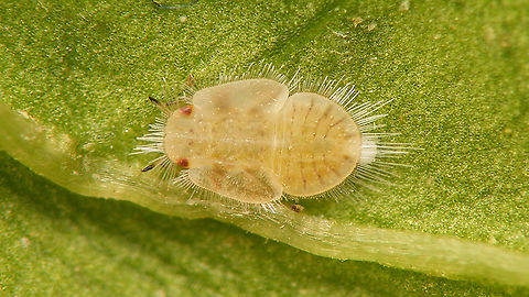 Heterotrioza chenopodii - Nymph Fifth/last stadium nymph. The "big" one in this image is quite possibly the same individual:
https://www.jungledragon.com/image/107377/heterotrioza_chenopodii_-_l5_and_l4_on_mm_paper.html
More info with this image:
https://www.jungledragon.com/image/107378/heterotrioza_chenopodii_-_teneral_imago.html Geotagged,Heterotrioza,Heterotrioza chenopodii,La Palma (Canary Islands),Nymph,Psylloidea,Spain,Triozidae