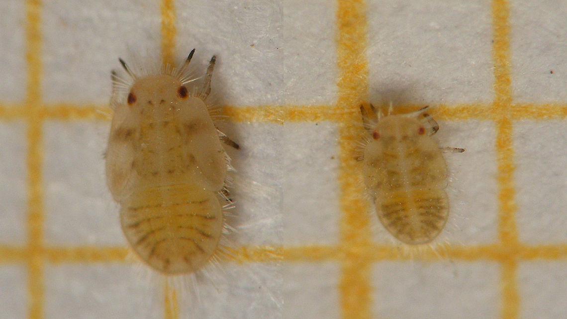 Heterotrioza chenopodii - L5 and L4 on mm paper Collage of (very mediocre images of) a 5th and 4th stadium nymph on millimeter paper for size.<br />
Better close op of a L5 (possibly same individual) here:<br />
<figure class="photo"><a href="https://www.jungledragon.com/image/107290/heterotrioza_chenopodii_-_nymph.html" title="Heterotrioza chenopodii - Nymph"><img src="https://s3.amazonaws.com/media.jungledragon.com/images/3043/107290_thumb.jpg?AWSAccessKeyId=05GMT0V3GWVNE7GGM1R2&Expires=1759968010&Signature=skv1zbjpb30YFsbV8pKwoi0EtgY%3D" width="200" height="114" alt="Heterotrioza chenopodii - Nymph Fifth/last stadium nymph. The &quot;big&quot; one in this image is quite possibly the same individual:<br />
https://www.jungledragon.com/image/107377/heterotrioza_chenopodii_-_l5_and_l4_on_mm_paper.html<br />
More info with this image:<br />
https://www.jungledragon.com/image/107378/heterotrioza_chenopodii_-_teneral_imago.html Geotagged,Heterotrioza,Heterotrioza chenopodii,La Palma (Canary Islands),Nymph,Psylloidea,Spain,Triozidae" /></a></figure><br />
More info here:<br />
<figure class="photo"><a href="https://www.jungledragon.com/image/107378/heterotrioza_chenopodii_-_teneral_imago.html" title="Heterotrioza chenopodii - Teneral imago"><img src="https://s3.amazonaws.com/media.jungledragon.com/images/3043/107378_thumb.jpg?AWSAccessKeyId=05GMT0V3GWVNE7GGM1R2&Expires=1759968010&Signature=bV0shTjZ1LlItCnXfliTwLwzgwg%3D" width="200" height="114" alt="Heterotrioza chenopodii - Teneral imago During our holiday I had taken a leaf of a plant because there was a leaf mine in it. When I checked a few days later I noticed this adult Psyllid and on closer inspection some tiny nymphs as well. I don&#039;t think these were related to the mine, but still a nice docu.  <br />
Being that the picture below shows the only exuviae is saw on the leaf I&#039;m suggesting that this teneral imago came from that:<br />
https://www.jungledragon.com/image/107379/heterotrioza_chenopodii_-_exuviae.html<br />
Close-up of 5th stadium nymph:<br />
https://www.jungledragon.com/image/107290/heterotrioza_chenopodii_-_nymph.html<br />
Collage of two horribly bad images of a 5th and 4th stadium nymph on mm paper for size:<br />
https://www.jungledragon.com/image/107377/heterotrioza_chenopodii_-_l5_and_l4_on_mm_paper.html Geotagged,Heterotrioza,Heterotrioza chenopodii,La Palma (Canary Islands),Psylloidea,Spain,Teneral,Triozidae" /></a></figure> Geotagged,Heterotrioza,Heterotrioza chenopodii,La Palma (Canary Islands),Nymph,Psylloidea,Spain,Triozidae