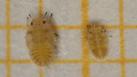 Heterotrioza chenopodii - L5 and L4 on mm paper Collage of (very mediocre images of) a 5th and 4th stadium nymph on millimeter paper for size.
Better close op of a L5 (possibly same individual) here:
https://www.jungledragon.com/image/107290/heterotrioza_chenopodii_-_nymph.html
More info here:
https://www.jungledragon.com/image/107378/heterotrioza_chenopodii_-_teneral_imago.html Geotagged,Heterotrioza,Heterotrioza chenopodii,La Palma (Canary Islands),Nymph,Psylloidea,Spain,Triozidae