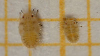 Heterotrioza chenopodii - L5 and L4 on mm paper Collage of (very mediocre images of) a 5th and 4th stadium nymph on millimeter paper for size.<br />
Better close op of a L5 (possibly same individual) here:<br />
https://www.jungledragon.com/image/107290/heterotrioza_chenopodii_-_nymph.html<br />
More info here:<br />
https://www.jungledragon.com/image/107378/heterotrioza_chenopodii_-_teneral_imago.html Geotagged,Heterotrioza,Heterotrioza chenopodii,La Palma (Canary Islands),Nymph,Psylloidea,Spain,Triozidae