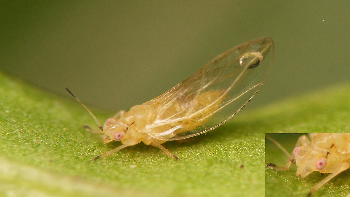 Heterotrioza chenopodii - Teneral imago During our holiday I had taken a leaf of a plant because there was a leaf mine in it. When I checked a few days later I noticed this adult Psyllid and on closer inspection some tiny nymphs as well. I don't think these were related to the mine, but still a nice docu.  <br />
Being that the picture below shows the only exuviae is saw on the leaf I'm suggesting that this teneral imago came from that:<br />
<figure class="photo"><a href="https://www.jungledragon.com/image/107379/heterotrioza_chenopodii_-_exuviae.html" title="Heterotrioza chenopodii - Exuviae"><img src="https://s3.amazonaws.com/media.jungledragon.com/images/3043/107379_thumb.jpg?AWSAccessKeyId=05GMT0V3GWVNE7GGM1R2&Expires=1770854410&Signature=JL4haF51gf1gmZPT0AUCxe60SCM%3D" width="200" height="114" alt="Heterotrioza chenopodii - Exuviae Probably the exuviae of this teneral imago:<br />
https://www.jungledragon.com/image/107378/heterotrioza_chenopodii_-_teneral_imago.html<br />
 Geotagged,Heterotrioza,Heterotrioza chenopodii,La Palma (Canary Islands),Nymph,Psylloidea,Spain,Triozidae" /></a></figure><br />
Close-up of 5th stadium nymph:<br />
<figure class="photo"><a href="https://www.jungledragon.com/image/107290/heterotrioza_chenopodii_-_nymph.html" title="Heterotrioza chenopodii - Nymph"><img src="https://s3.amazonaws.com/media.jungledragon.com/images/3043/107290_thumb.jpg?AWSAccessKeyId=05GMT0V3GWVNE7GGM1R2&Expires=1770854410&Signature=K7GqLQy2ao9RWhQvo%2BZMwPQYfpk%3D" width="200" height="114" alt="Heterotrioza chenopodii - Nymph Fifth/last stadium nymph. The "big" one in this image is quite possibly the same individual:<br />
https://www.jungledragon.com/image/107377/heterotrioza_chenopodii_-_l5_and_l4_on_mm_paper.html<br />
More info with this image:<br />
https://www.jungledragon.com/image/107378/heterotrioza_chenopodii_-_teneral_imago.html Geotagged,Heterotrioza,Heterotrioza chenopodii,La Palma (Canary Islands),Nymph,Psylloidea,Spain,Triozidae" /></a></figure><br />
Collage of two horribly bad images of a 5th and 4th stadium nymph on mm paper for size:<br />
<figure class="photo"><a href="https://www.jungledragon.com/image/107377/heterotrioza_chenopodii_-_l5_and_l4_on_mm_paper.html" title="Heterotrioza chenopodii - L5 and L4 on mm paper"><img src="https://s3.amazonaws.com/media.jungledragon.com/images/3043/107377_thumb.jpg?AWSAccessKeyId=05GMT0V3GWVNE7GGM1R2&Expires=1770854410&Signature=f3Kjpdnuba9R3UGPFdEROKA8oR8%3D" width="200" height="114" alt="Heterotrioza chenopodii - L5 and L4 on mm paper Collage of (very mediocre images of) a 5th and 4th stadium nymph on millimeter paper for size.<br />
Better close op of a L5 (possibly same individual) here:<br />
https://www.jungledragon.com/image/107290/heterotrioza_chenopodii_-_nymph.html<br />
More info here:<br />
https://www.jungledragon.com/image/107378/heterotrioza_chenopodii_-_teneral_imago.html Geotagged,Heterotrioza,Heterotrioza chenopodii,La Palma (Canary Islands),Nymph,Psylloidea,Spain,Triozidae" /></a></figure> Geotagged,Heterotrioza,Heterotrioza chenopodii,La Palma (Canary Islands),Psylloidea,Spain,Teneral,Triozidae
